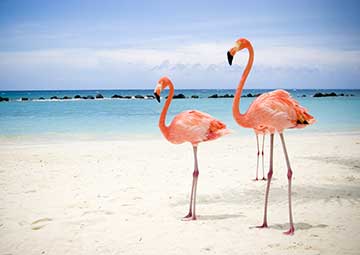 Puerto Aruba (Antillas)