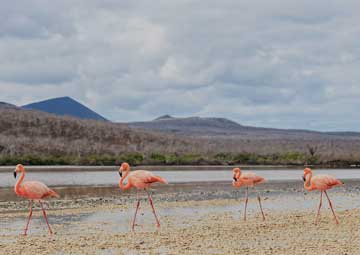 Puerto Bahía Post Office (Floreana(Galapagos))