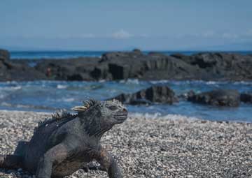 Puerto Punta Espinoza (Fernandina)