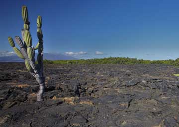 Puerto Punta Moreno (Isabela)