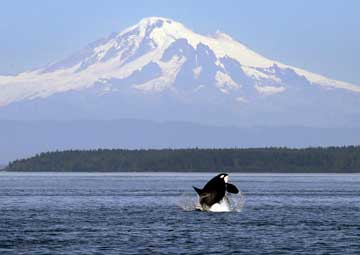 Puerto Puget Sound (Cruising)