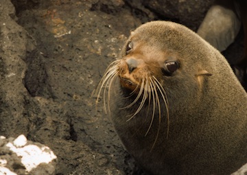 Puerto Baltra (Galápagos) / Isla Daphne