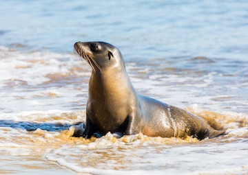 Puerto Baltra (Galápagos)