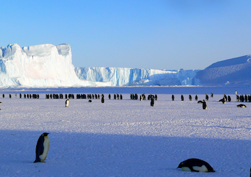 Puerto Antarctic Experience